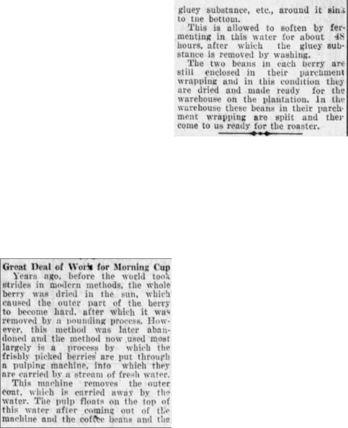 Great deal of work for a morning cup — San Antonio Light, 26 Aug 1923 Columns on coffee cherry, processing, and roasting; San Antonio Light, 26 Aug 1923, page 63