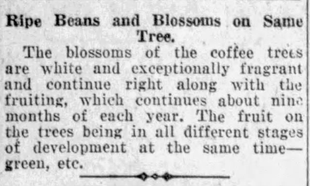 Ripe beans and blossoms — San Antonio Light, 26 Aug 1923, page 63 Short fact item on coffee tree flowering and fruiting; San Antonio Light, 26 Aug 1923, page 63